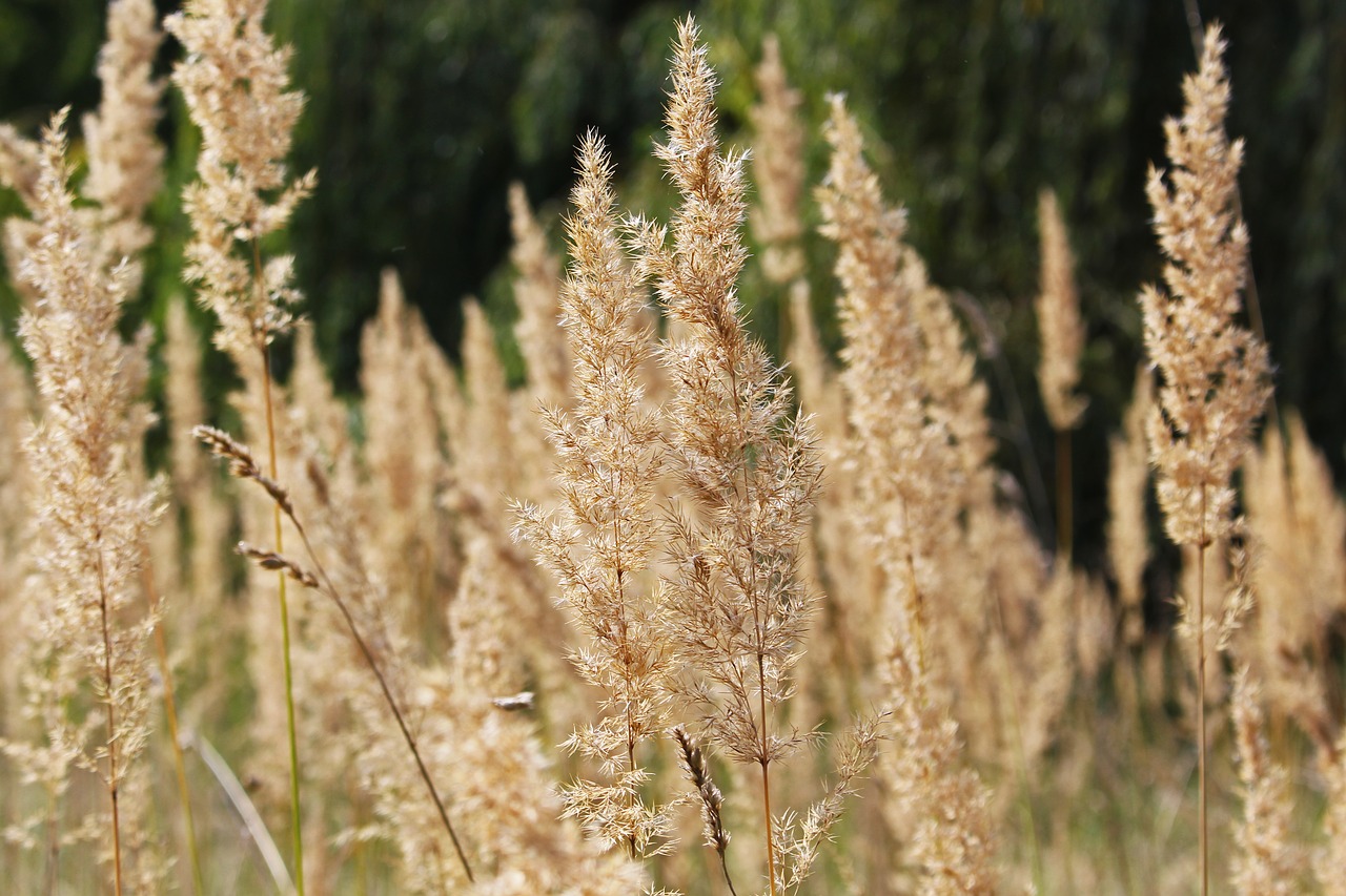 grasses  edge of field  grass free photo