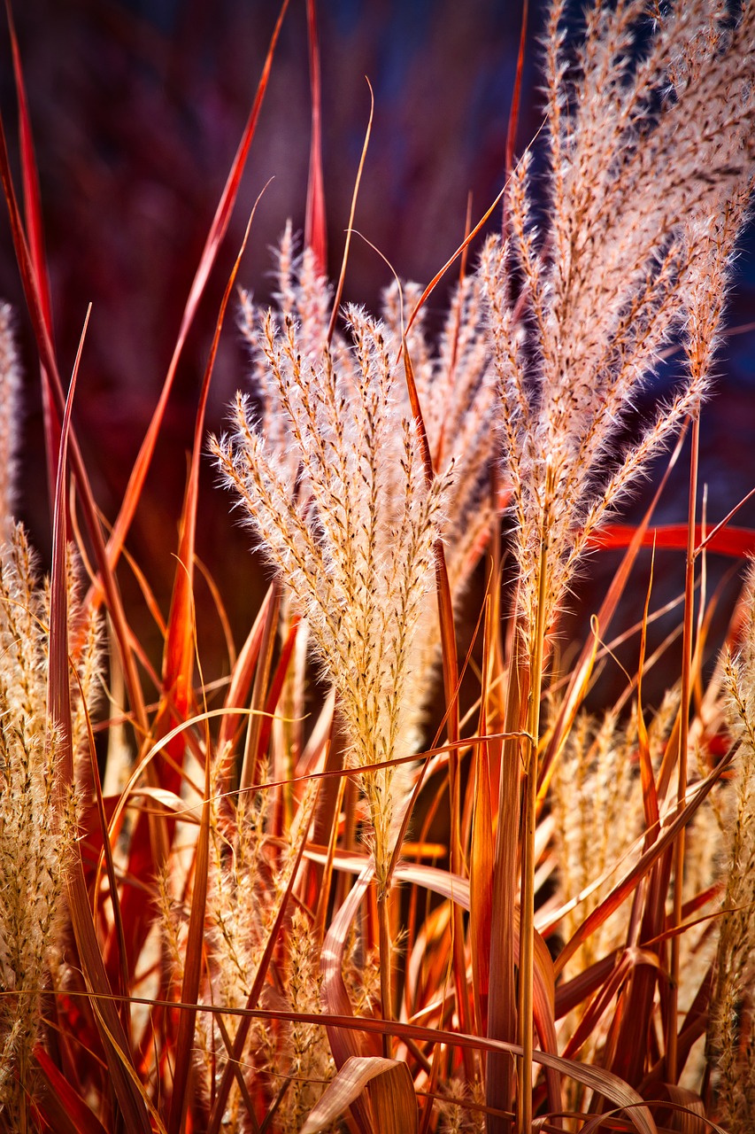 grasses  light  autumn free photo