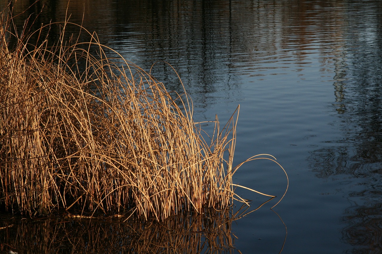 grasses  pond  water free photo