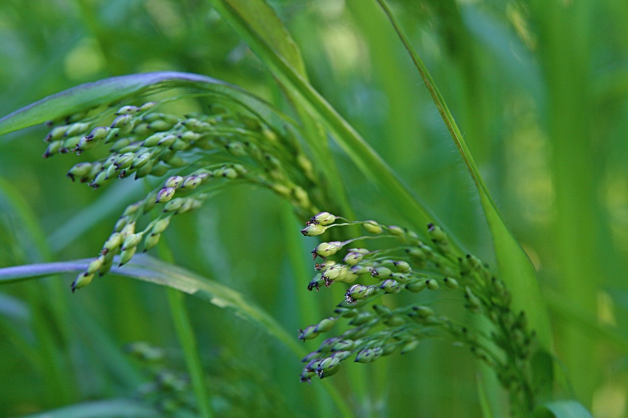 grasses  green  meadow free photo