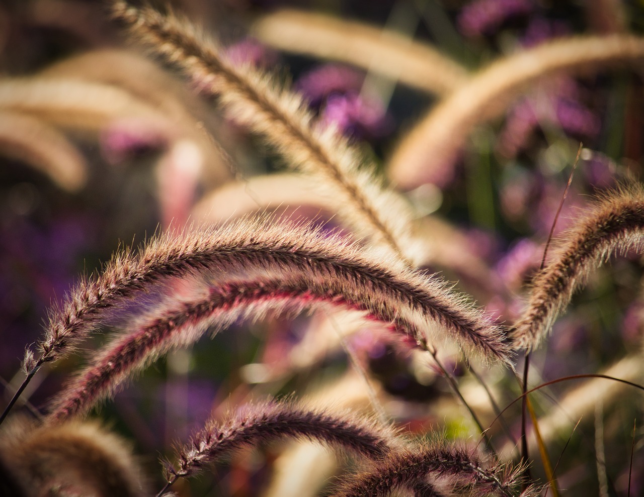 grasses  autumn bright  light free photo