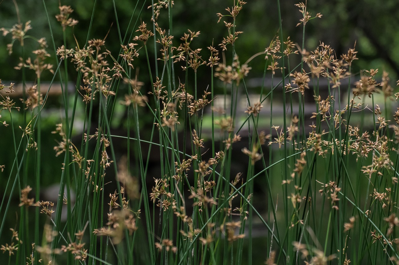 grasses  nature  landscape free photo