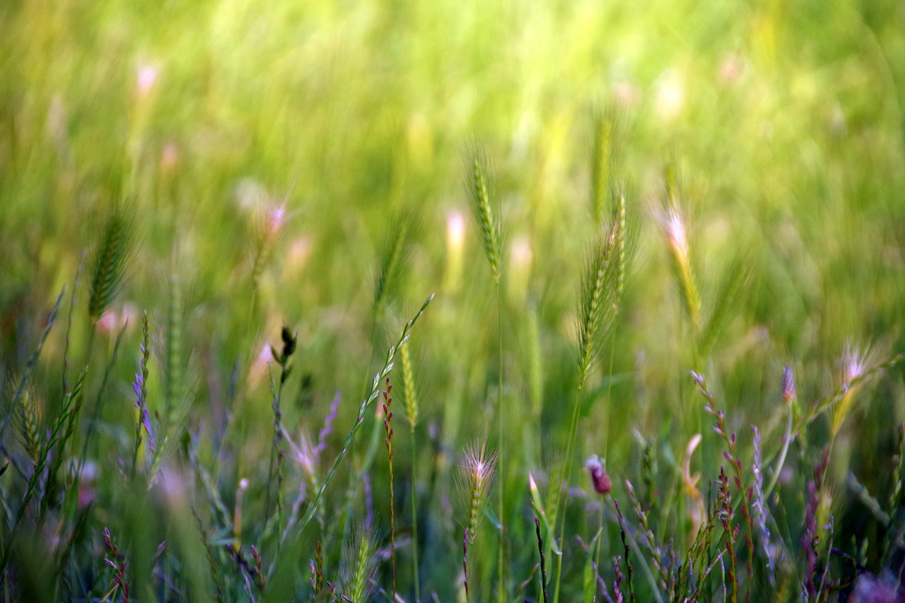 grasses  meadow  light free photo
