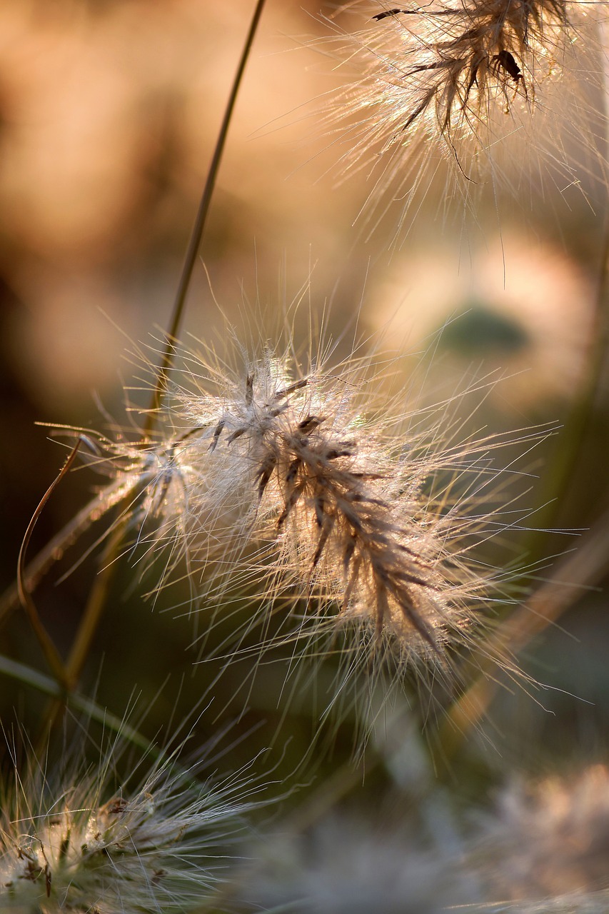 grasses  blade of grass  grass free photo