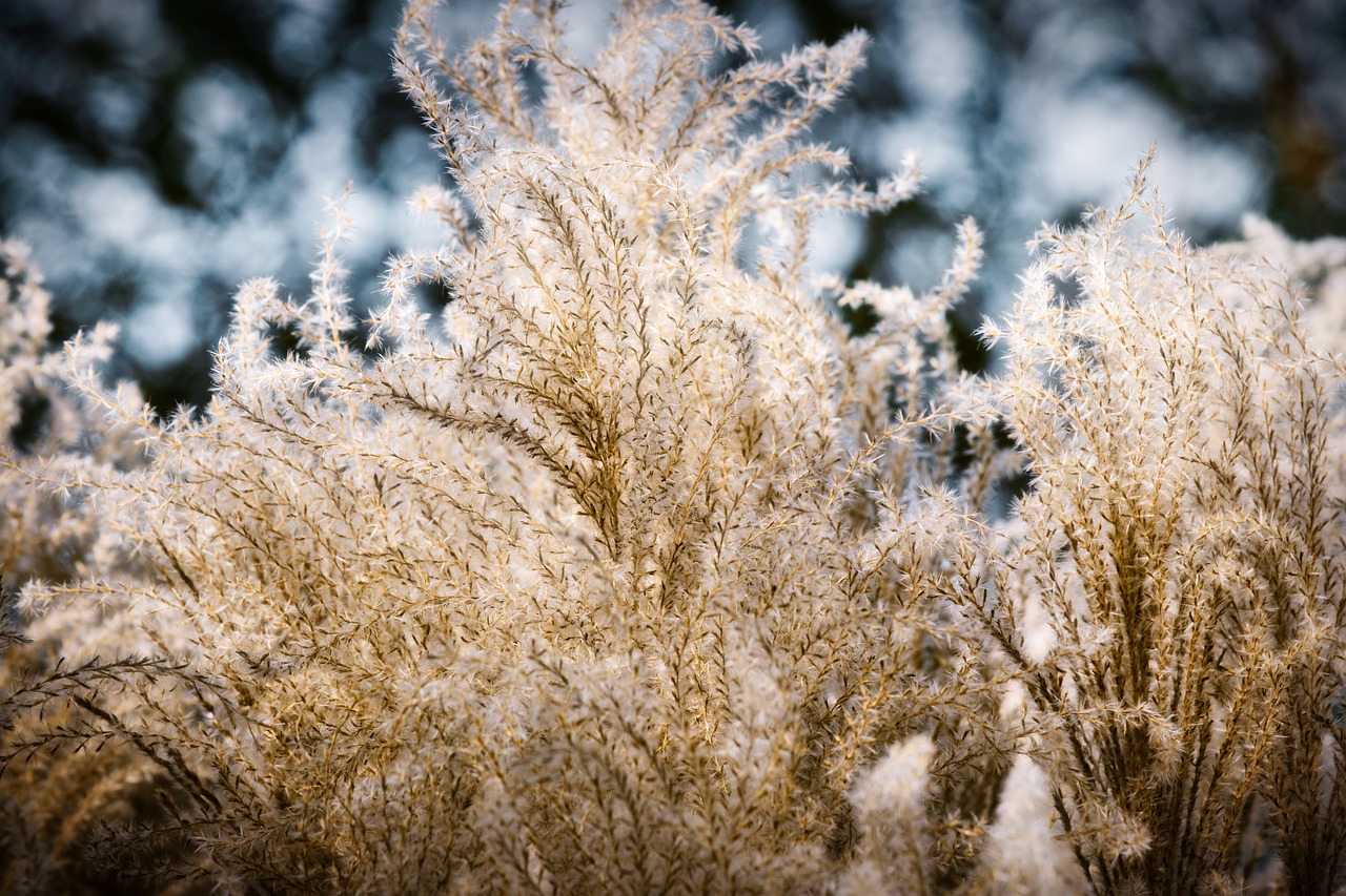 grasses  autumn  seeds free photo