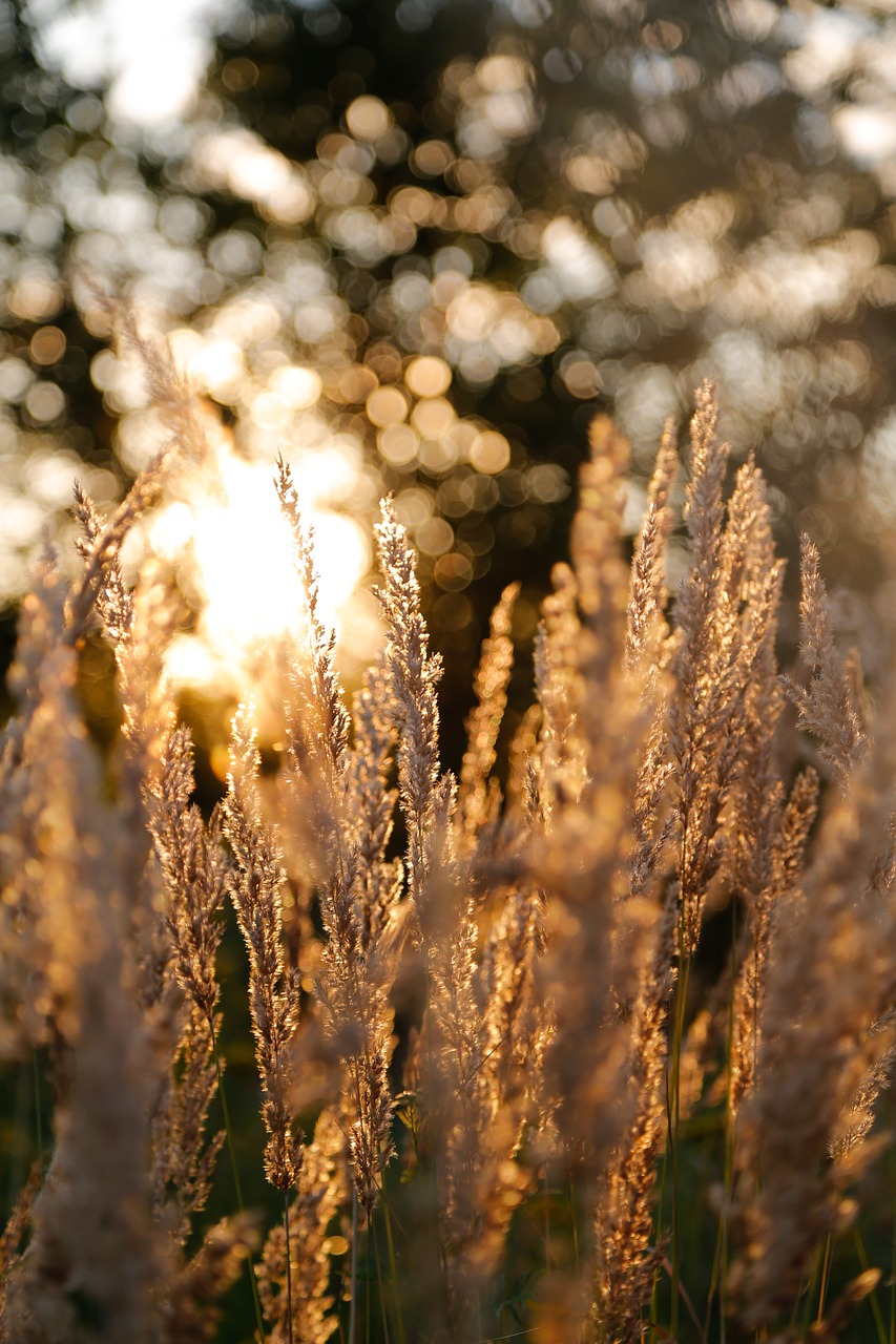 grasses meadow grass free photo