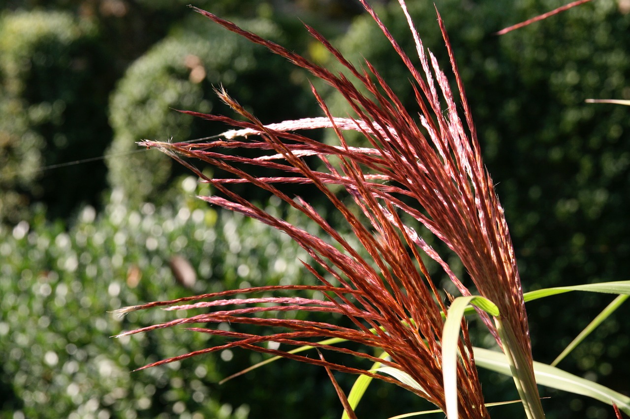 grasses  red  pods free photo