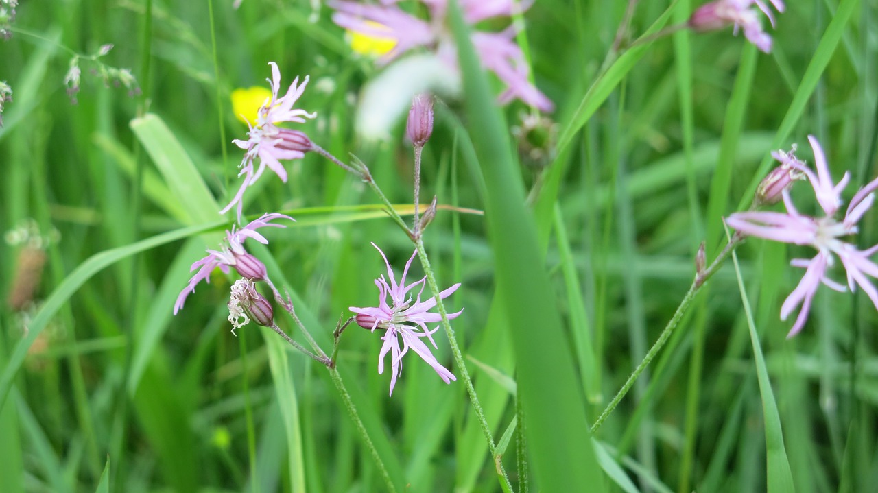 grasses grass meadow free photo