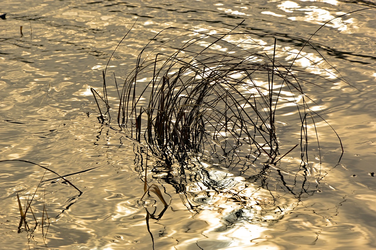 grasses  river  reflection free photo