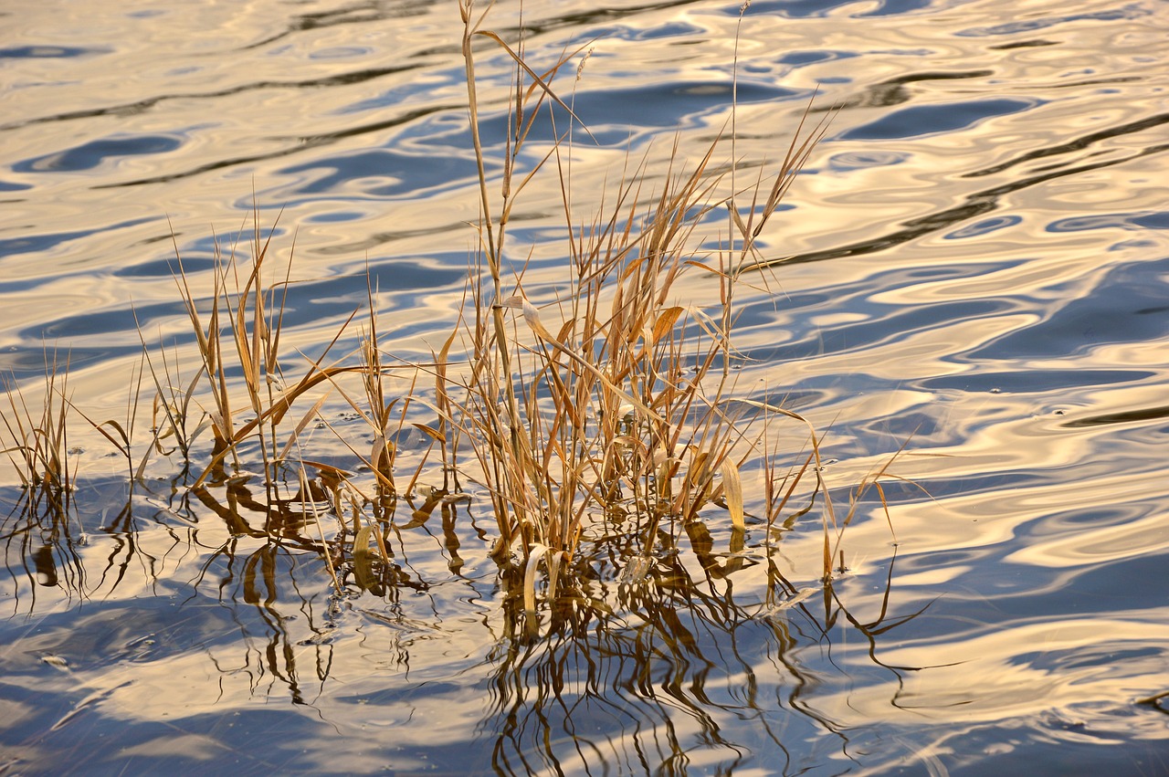 grasses  river  wave free photo