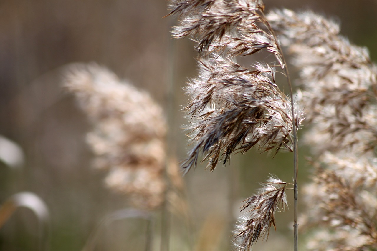 grasses  bloom  beige free photo