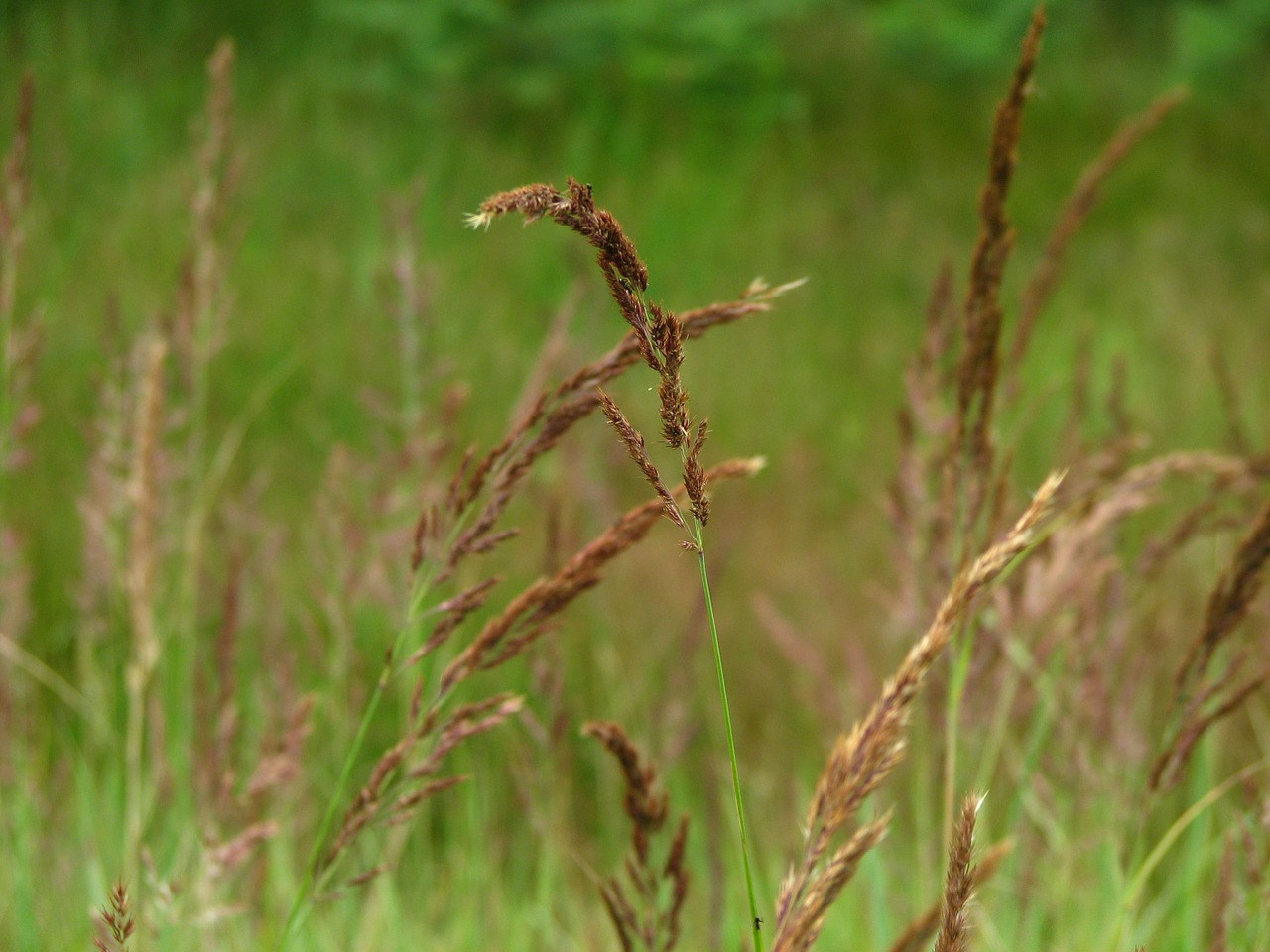 grasses meadow wild grain free photo