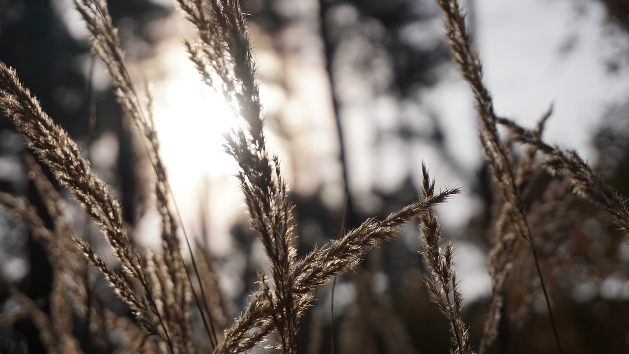 grasses  nature  grass free photo