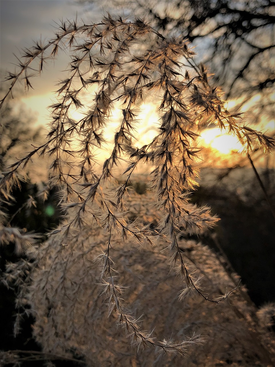 grasses  nature  backlighting free photo