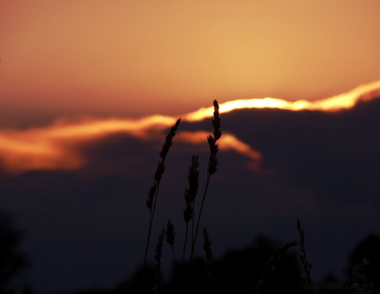 grasses sunset blades of grass free photo