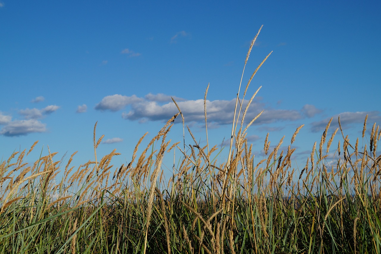 grasses  beach  nature free photo