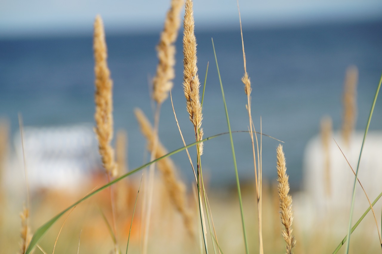 grasses  nature  landscape free photo