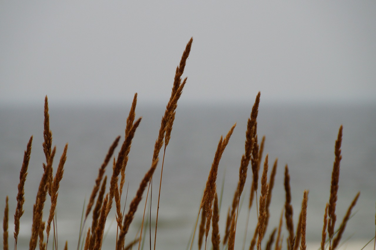 grasses  wind  nature free photo