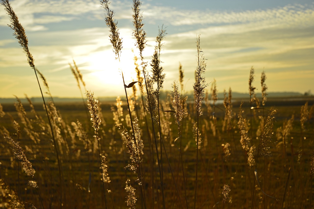 grasses  inflorescences  sunset free photo