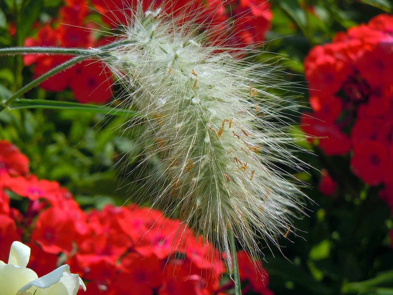 grasses hairy green free photo