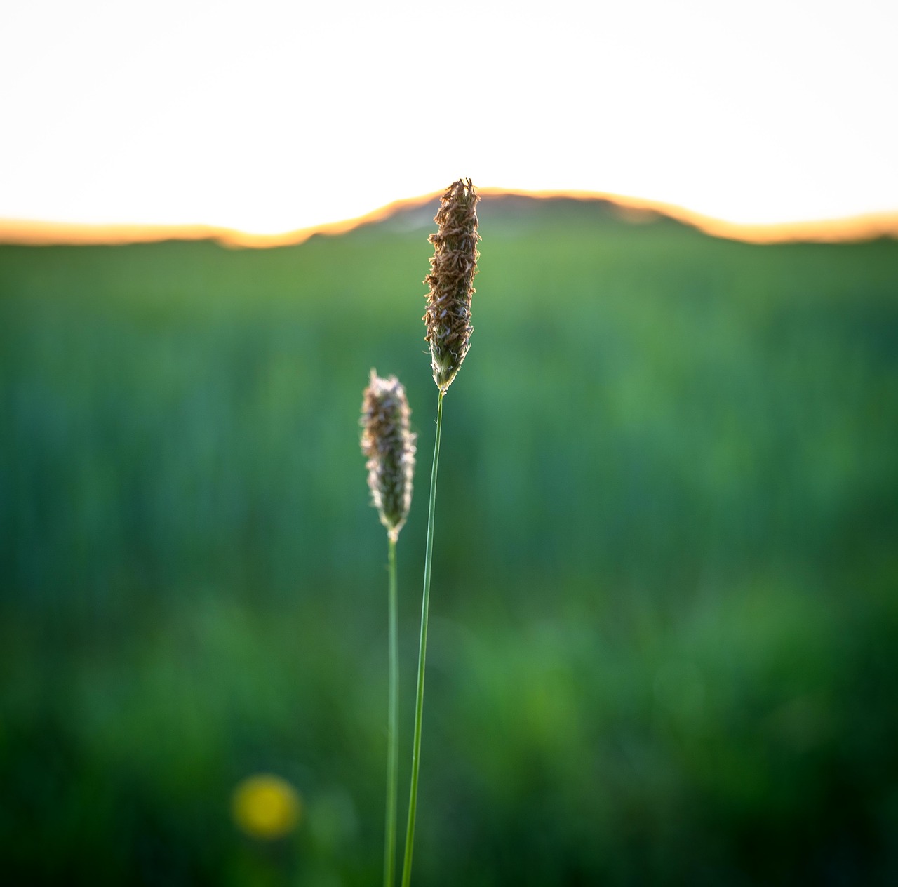 grasses  green  meadow free photo