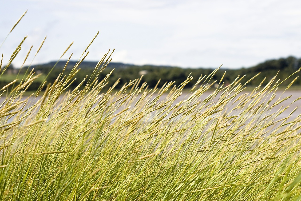 grasses fields greenery free photo