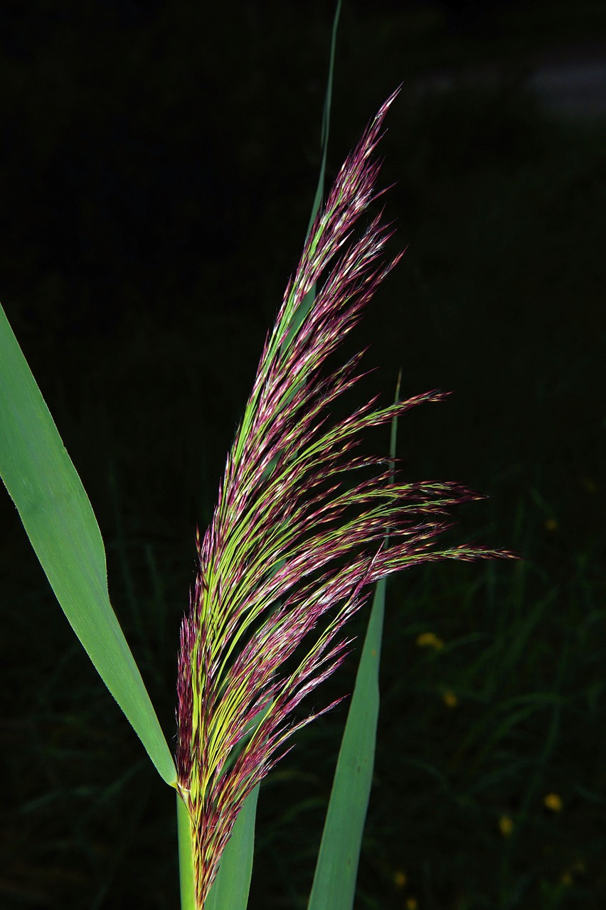 grasses green bloom free photo