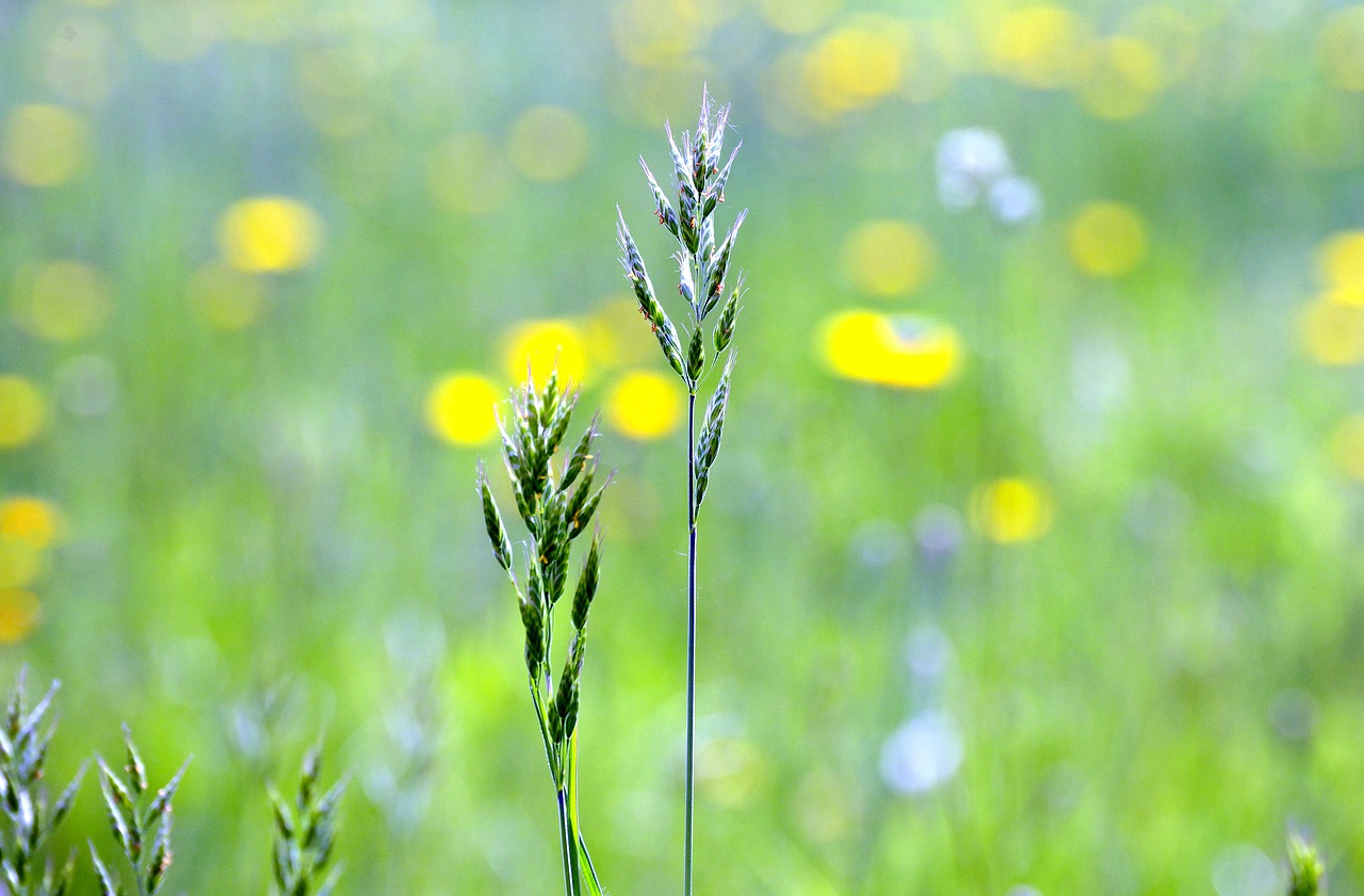 grasses  meadow  summer free photo