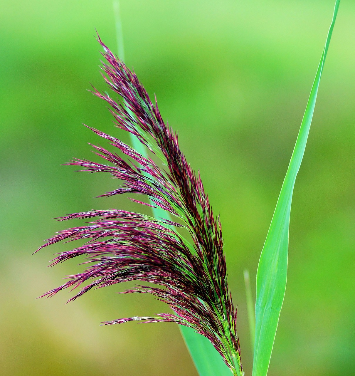 grasses bloom spike free photo