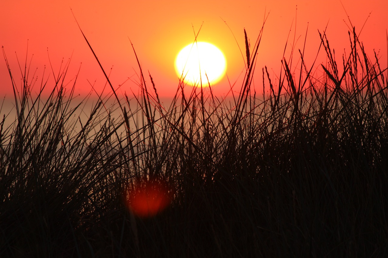 grasses grass sun free photo