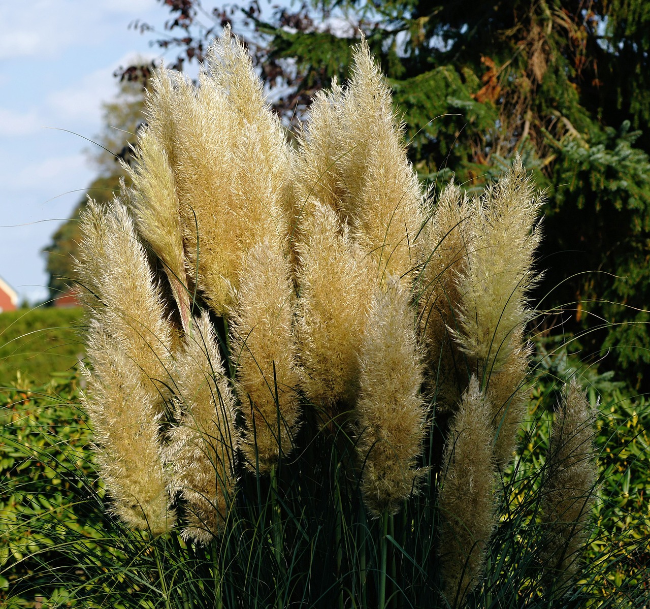 grasses bloom nature free photo