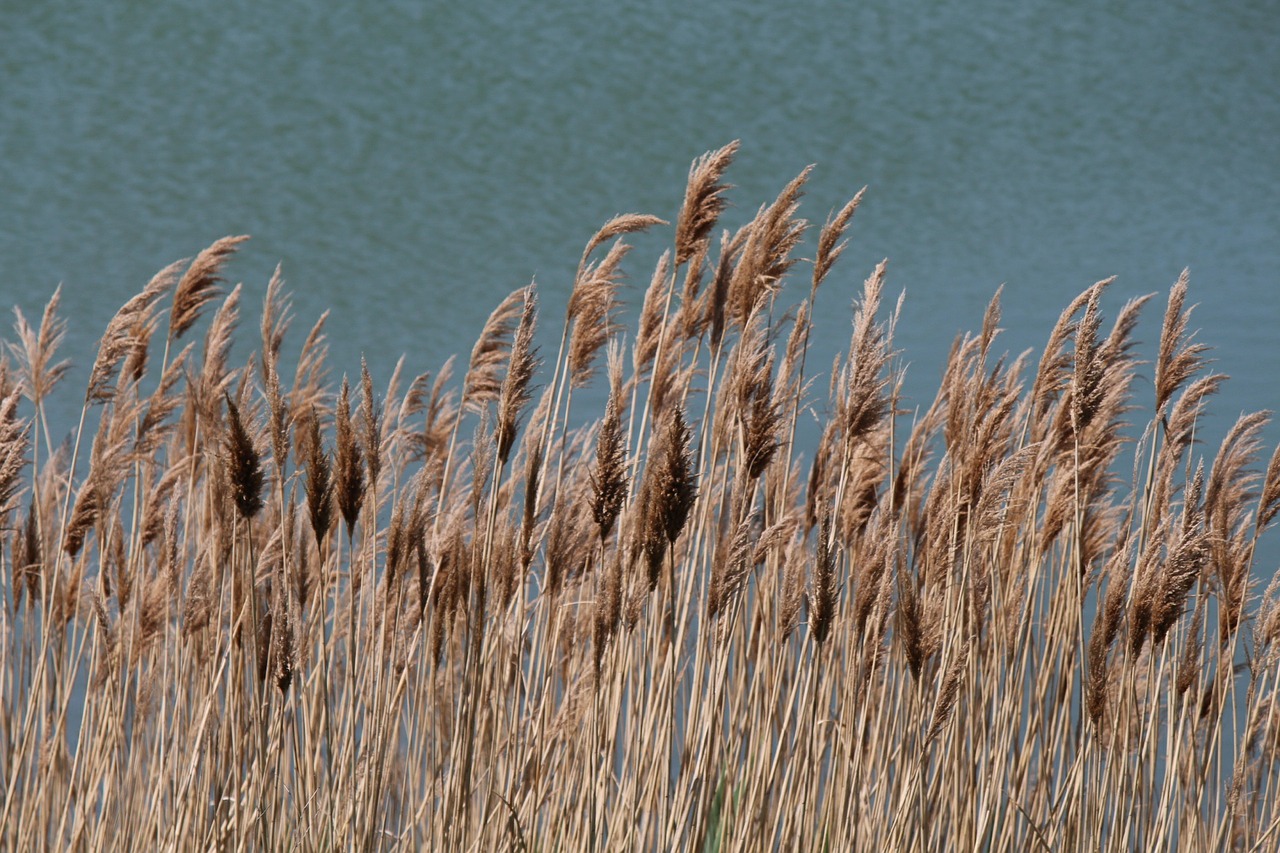 grasses nature environment free photo