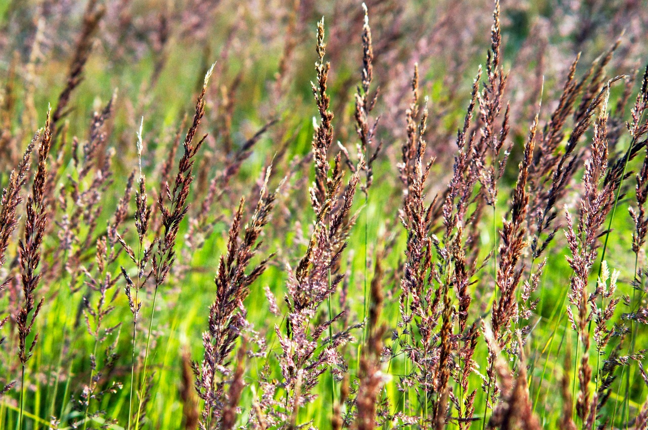 grasses flora nature free photo