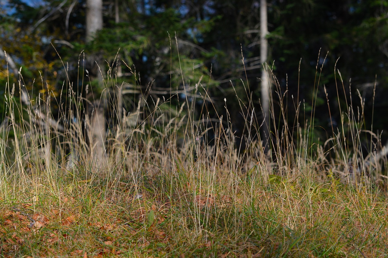 grasses forest meadow free photo