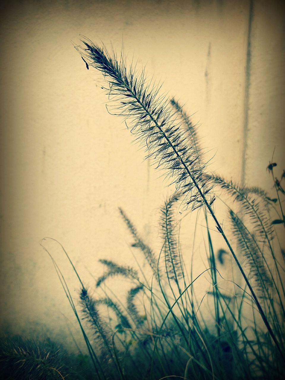 grasses plant nature free photo