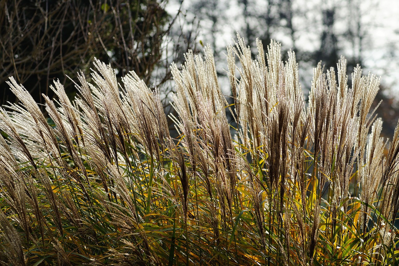 grasses reed flowers free photo