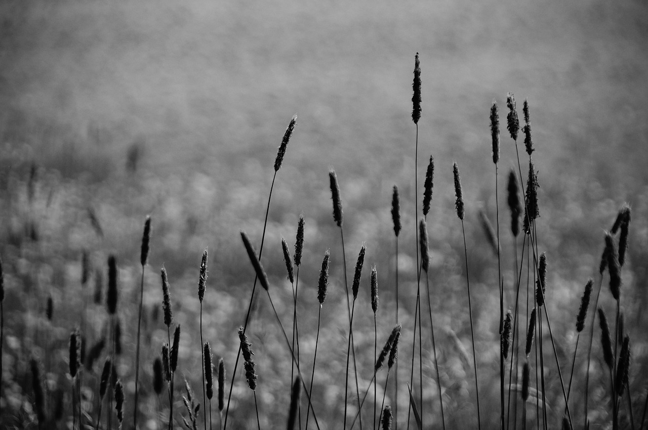 grasses halme monochrome free photo