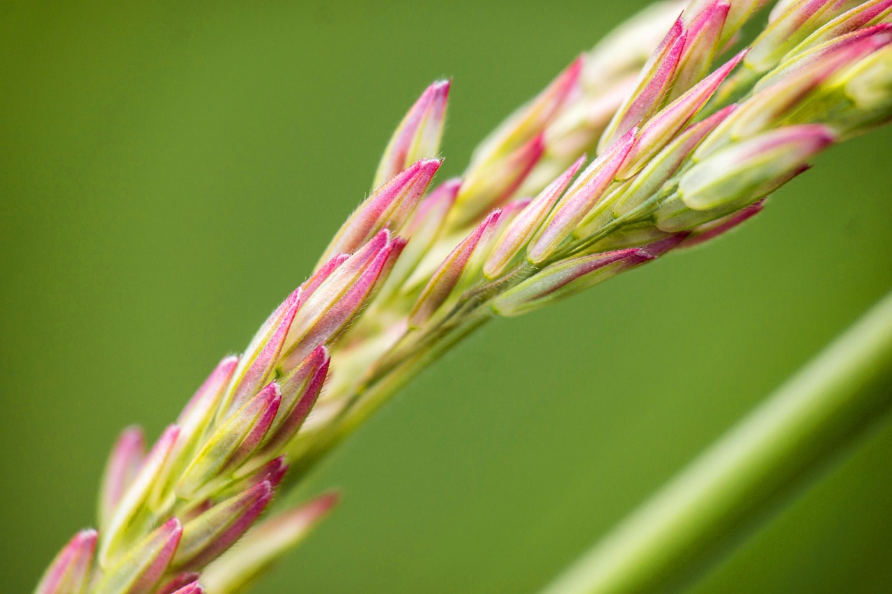 grasses grass wild grass free photo