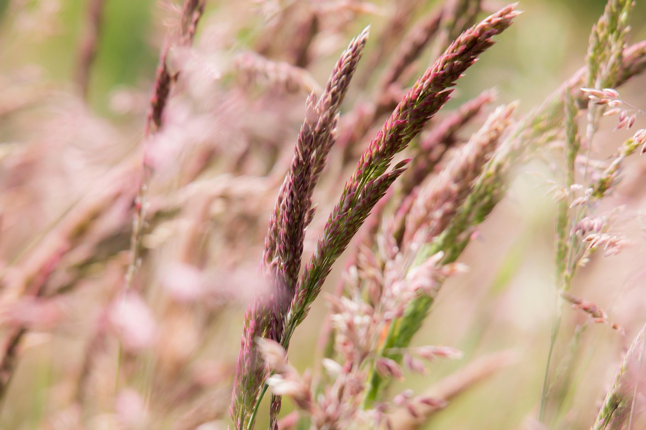 grasses grass wild grass free photo