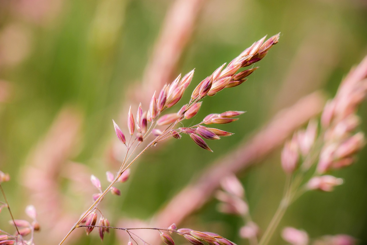 grasses grass wild grass free photo