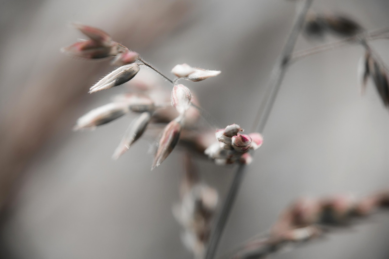 grasses grass wild grass free photo