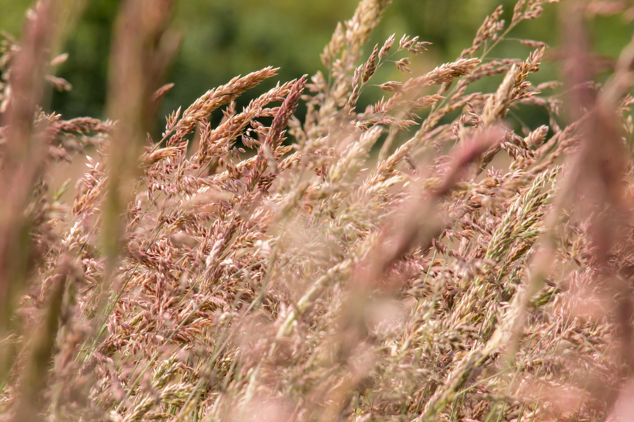 grasses grass wild grass free photo