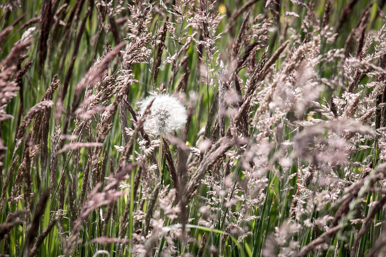 grasses dandelion grass free photo