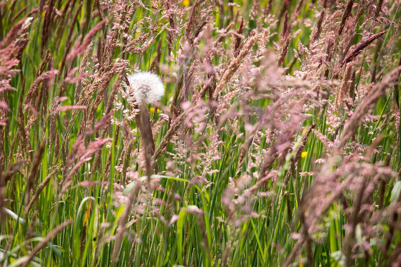 grasses dandelion grass free photo