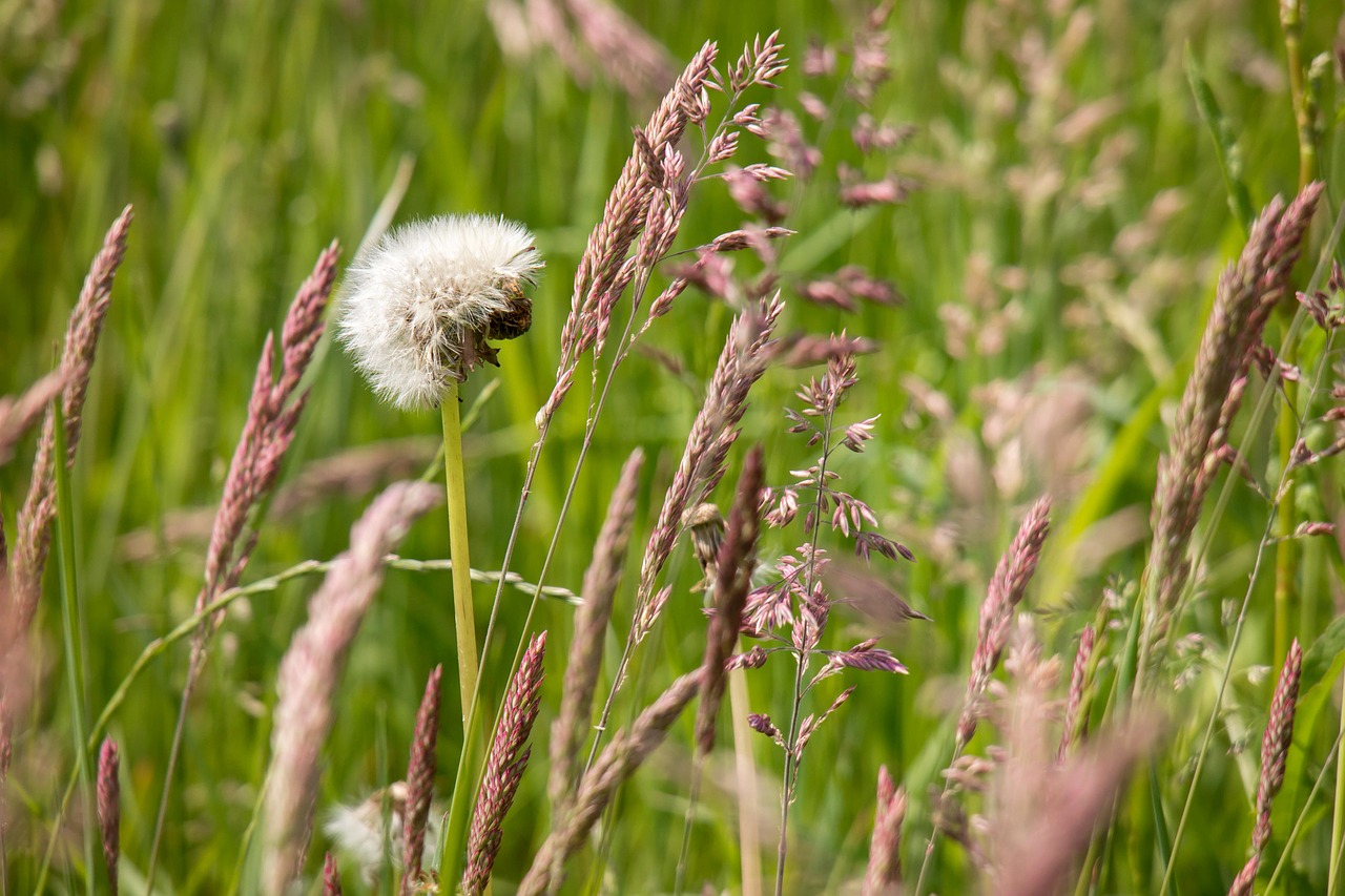 grasses dandelion grass free photo