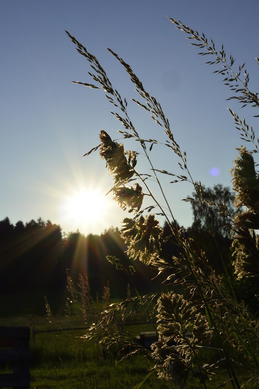 grasses nature meadow free photo