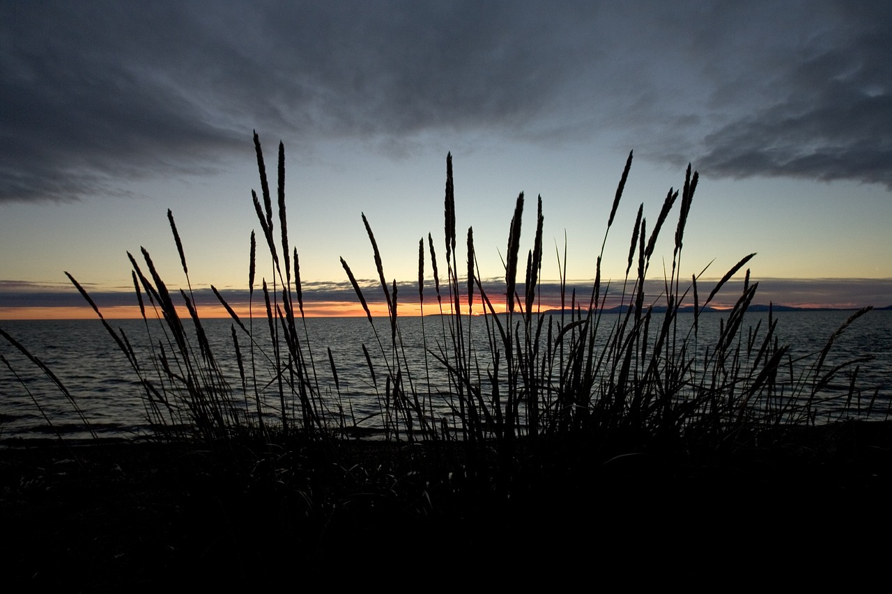 grasses sunset arctic free photo