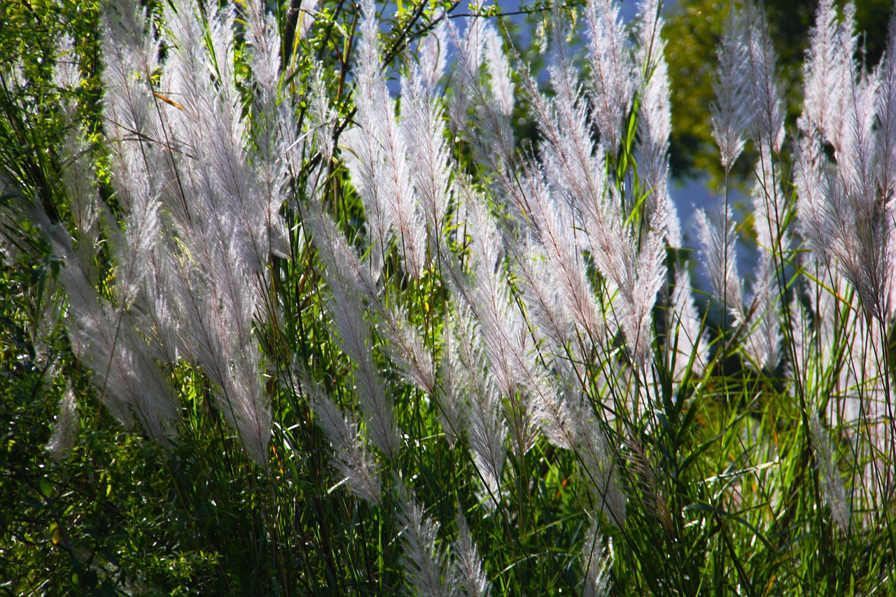 grasses white grass free photo