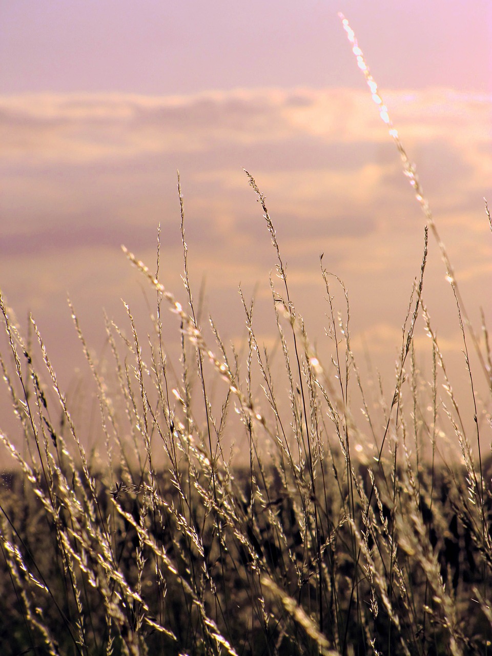 grasses sunlight sky free photo