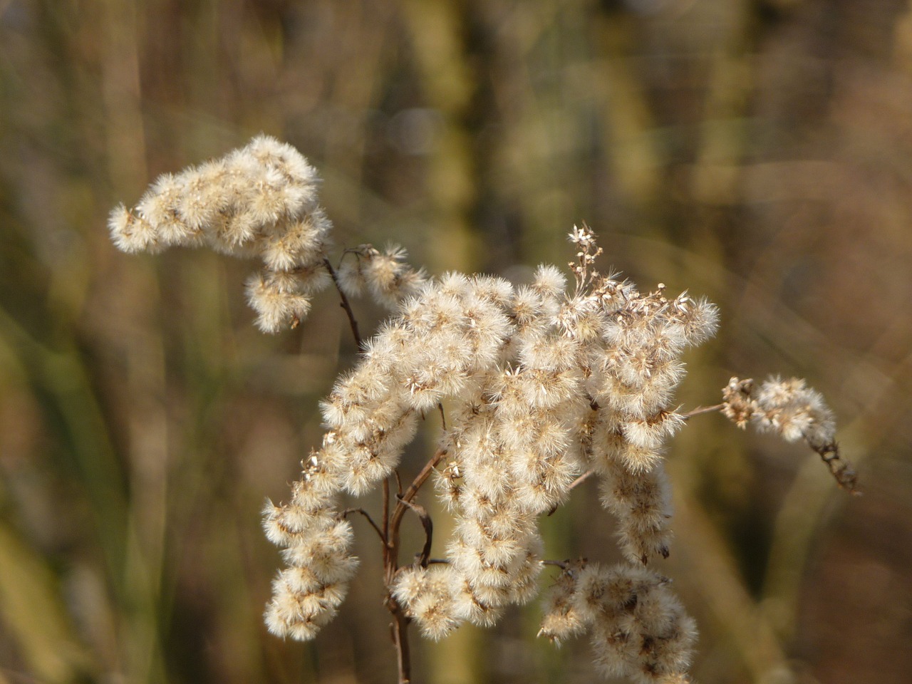 grasses flower withered tender free photo
